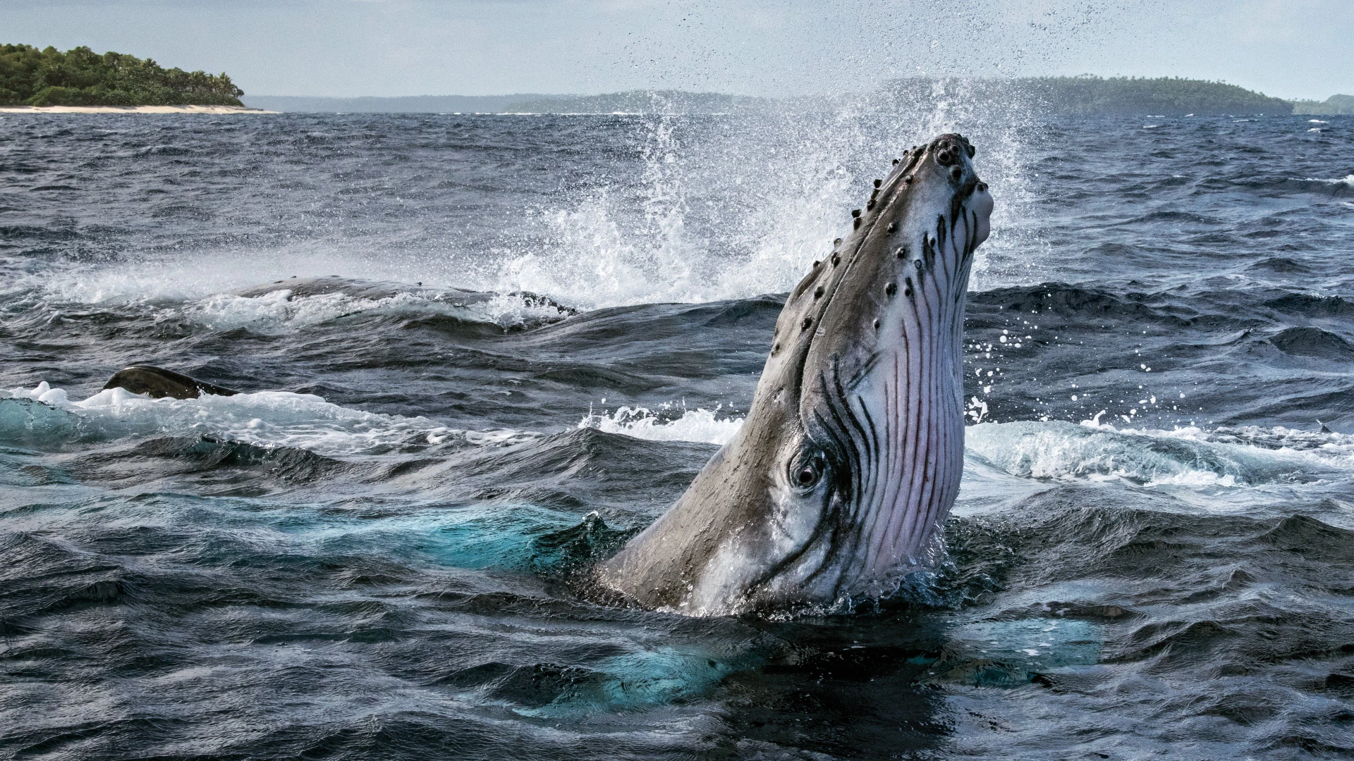 Bí Ẩn Của Loài Cá Voi - Secrets of the Whales