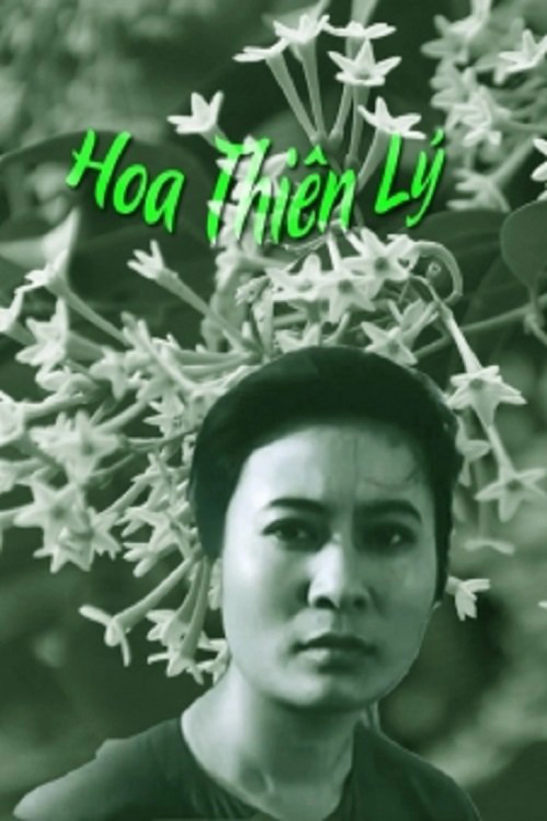 Hoa Thiên Lý - Tonkin Jasmine Flower